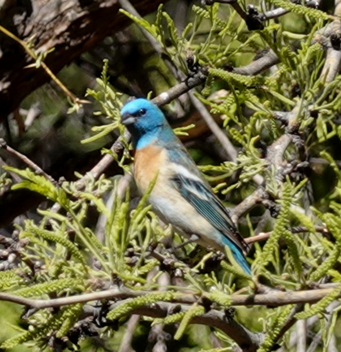 Lazuli Bunting - ML618038726