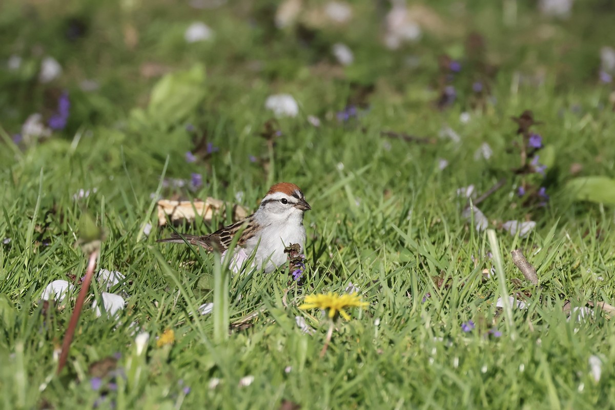 Chipping Sparrow - ML618038784