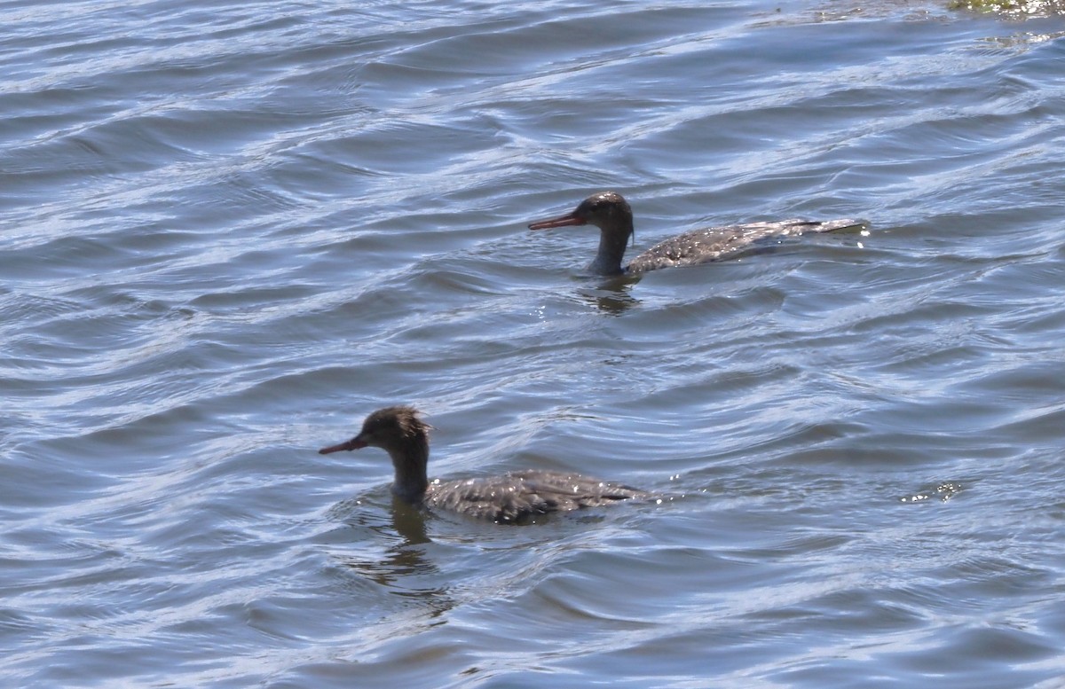 Red-breasted Merganser - ML618038790