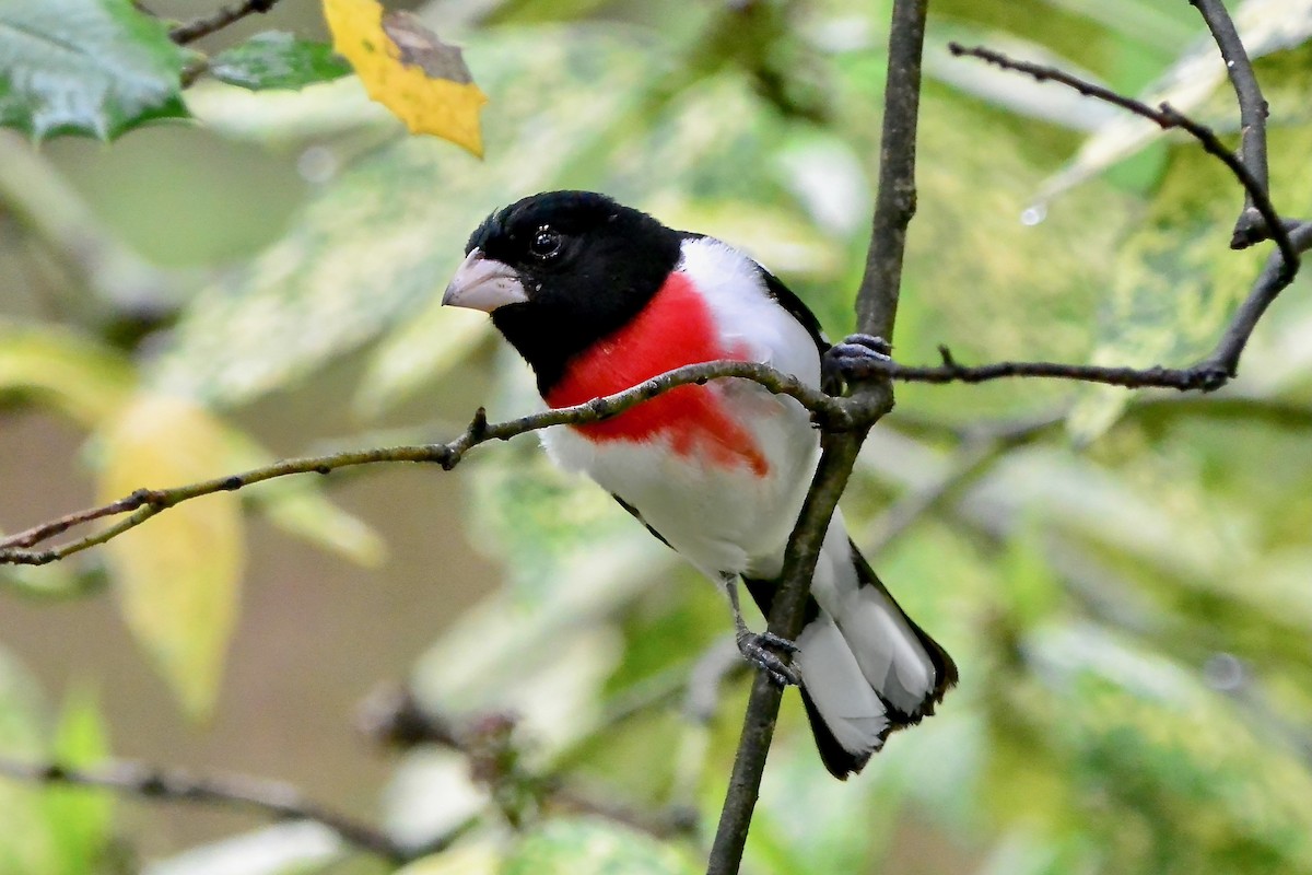 Rose-breasted Grosbeak - Seth Honig