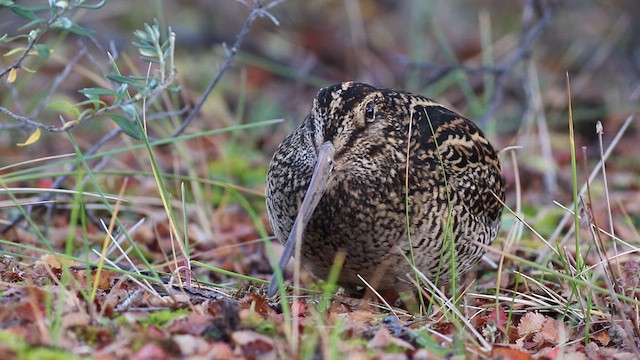 Agachadiza Fueguina - ML618038818