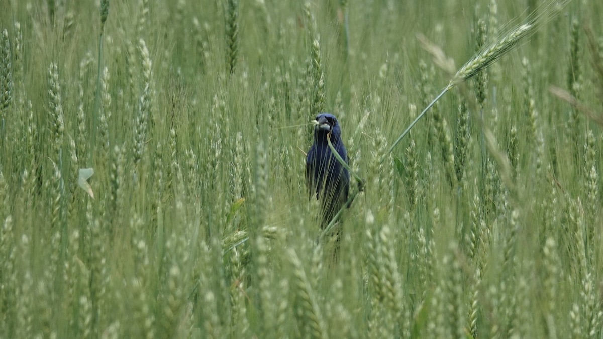 Blue Grosbeak - ML618038842