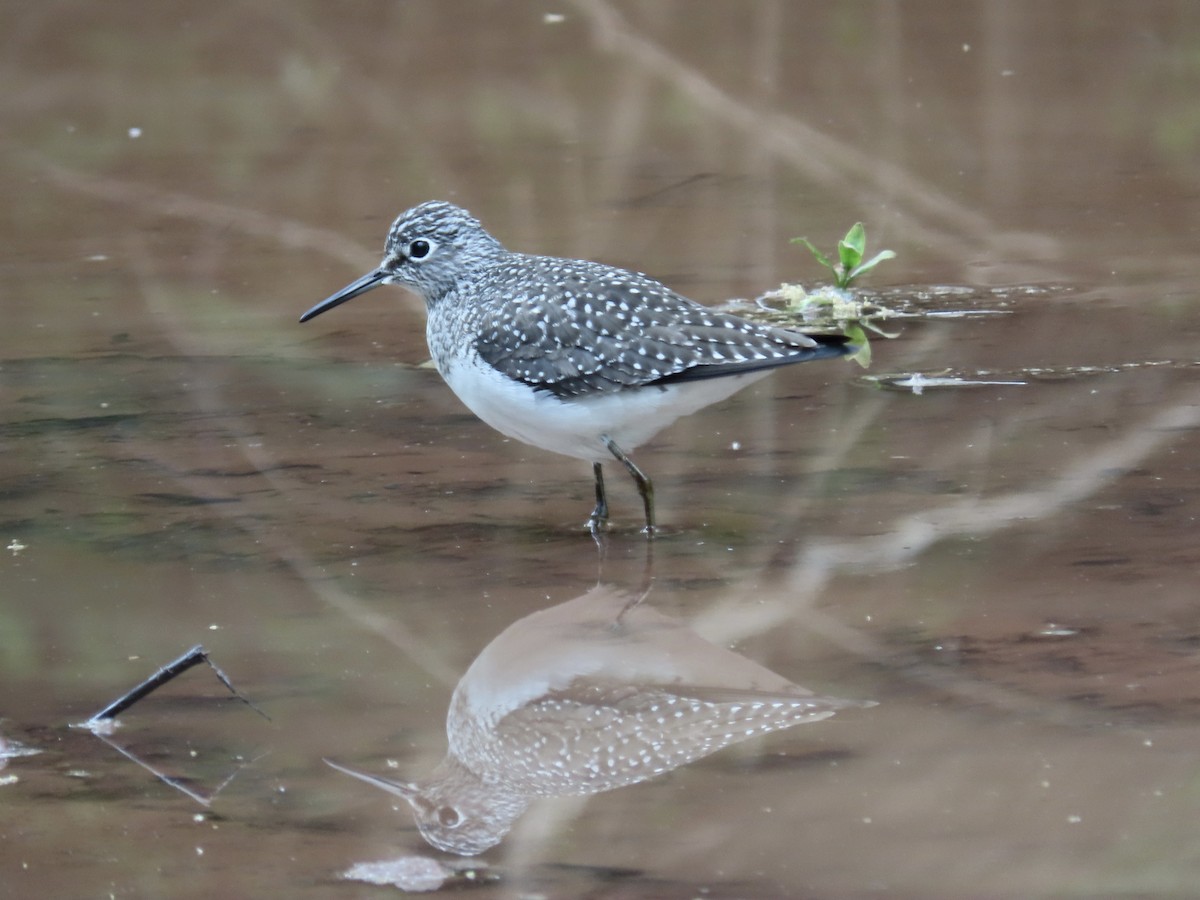 Solitary Sandpiper - ML618038879