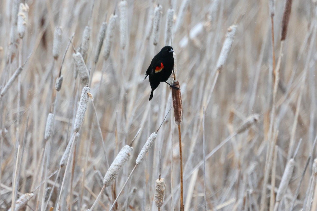 Red-winged Blackbird - ML618038944