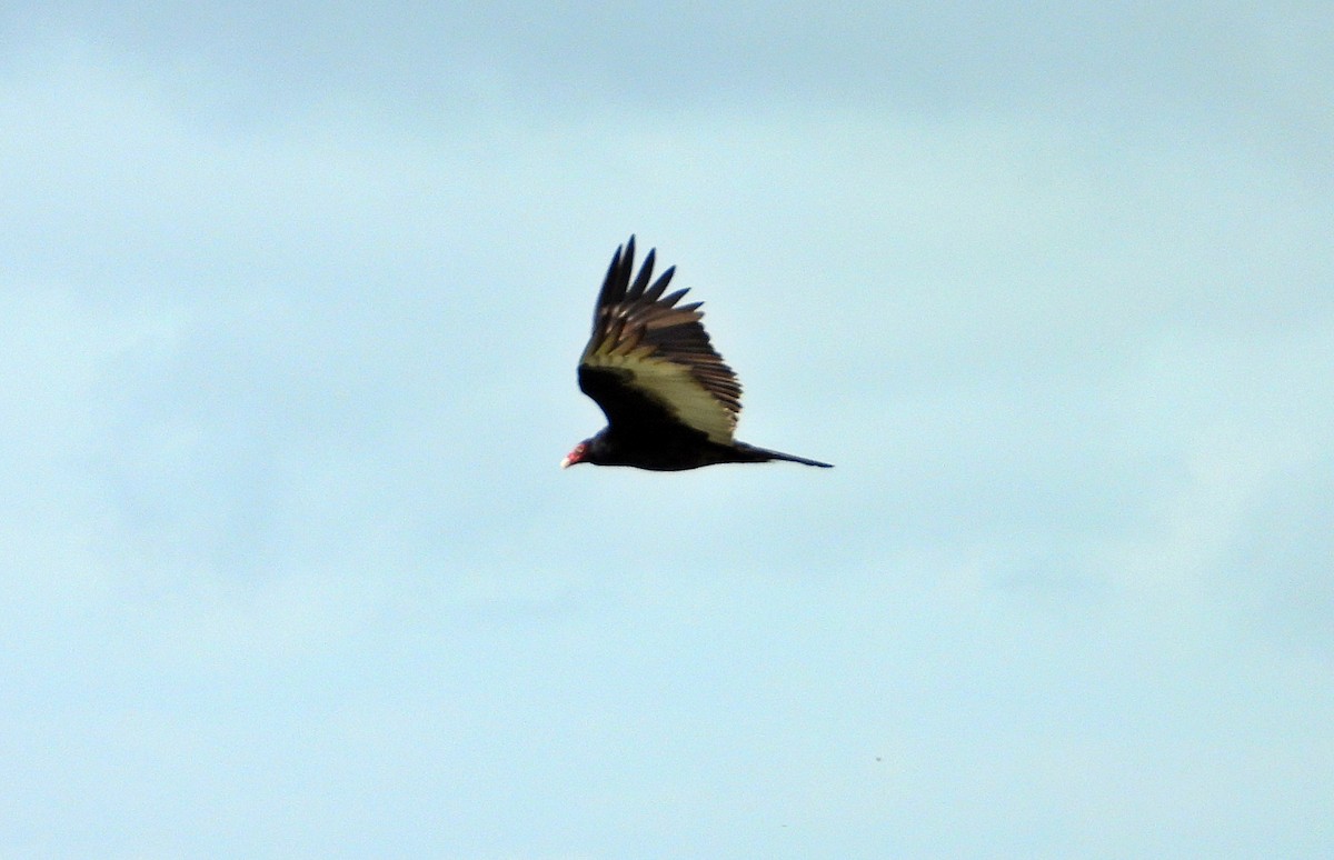 Turkey Vulture - Manuel Pérez R.