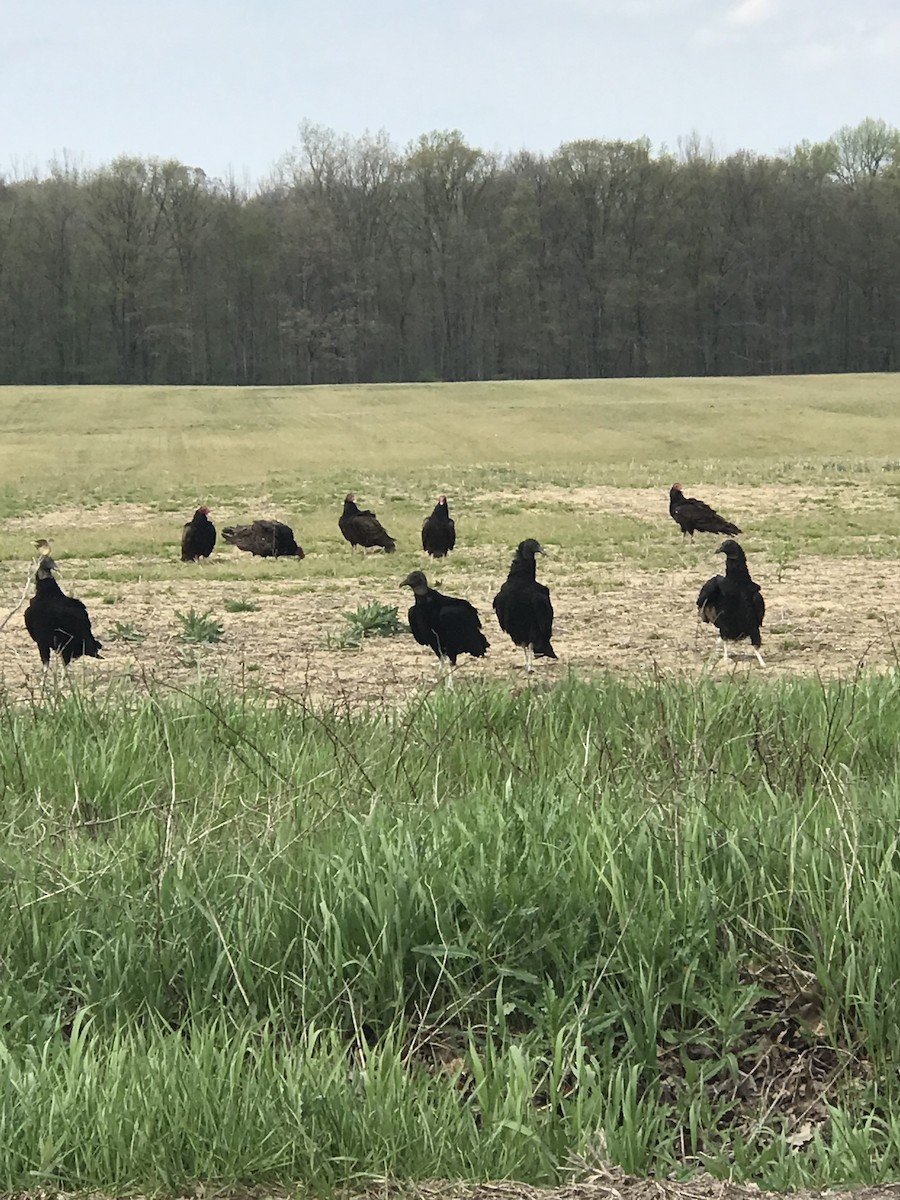 Black Vulture - ML618038968