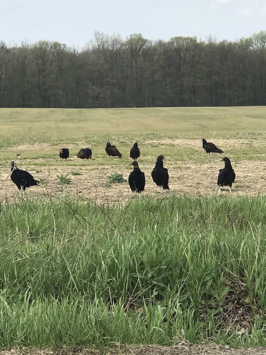 Black Vulture - Danielle Squire