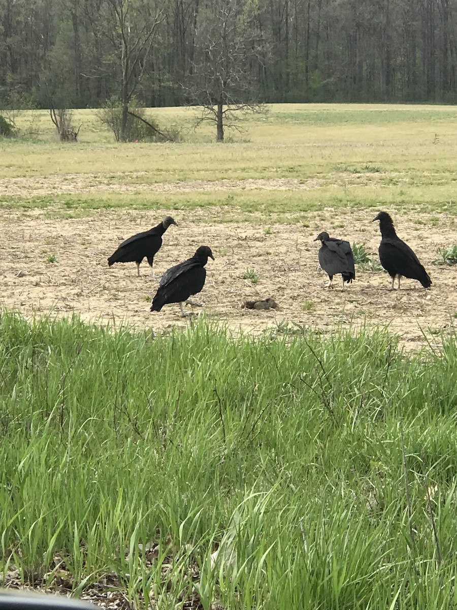 Black Vulture - ML618038970