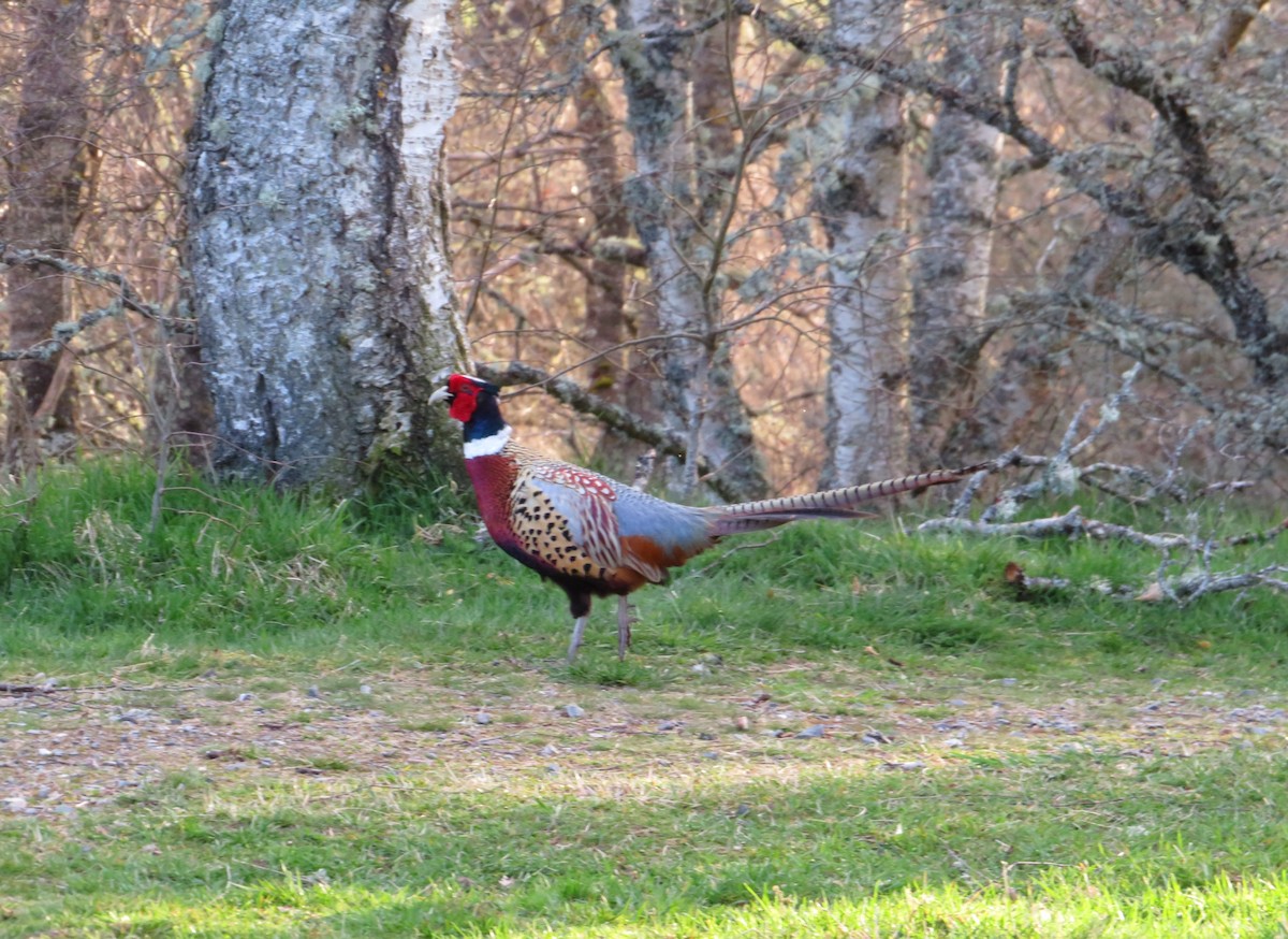 Ring-necked Pheasant - ML618038972