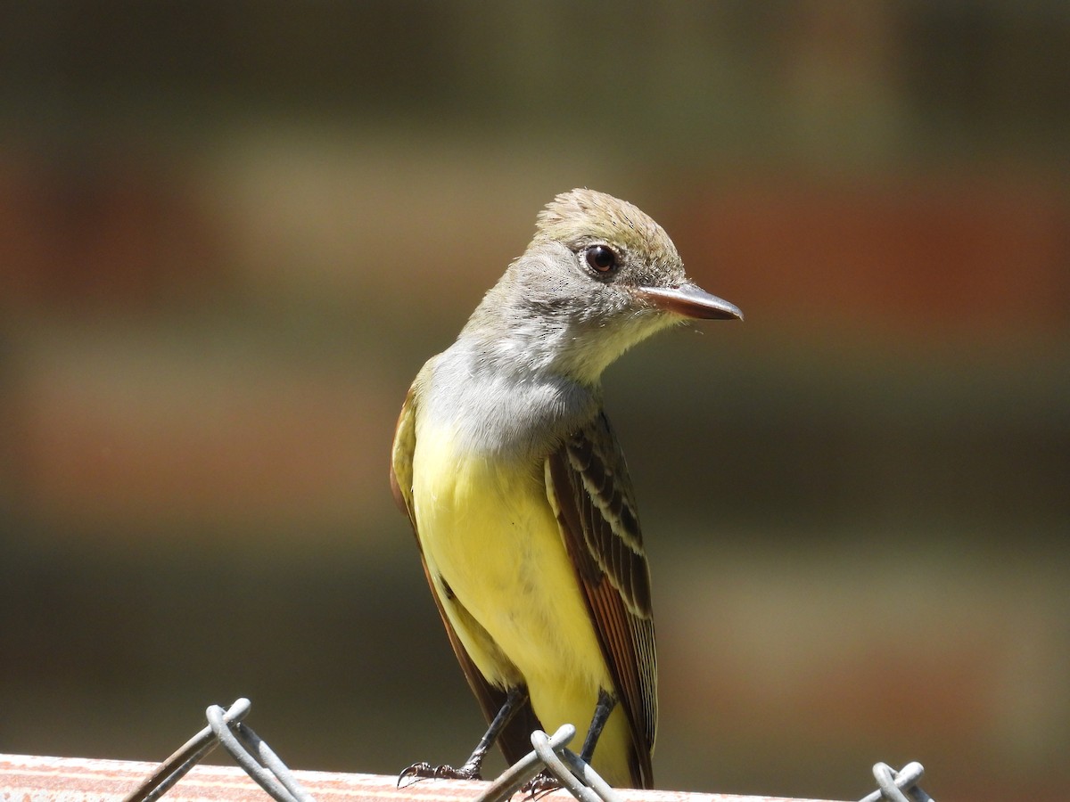 Great Crested Flycatcher - ML618038983