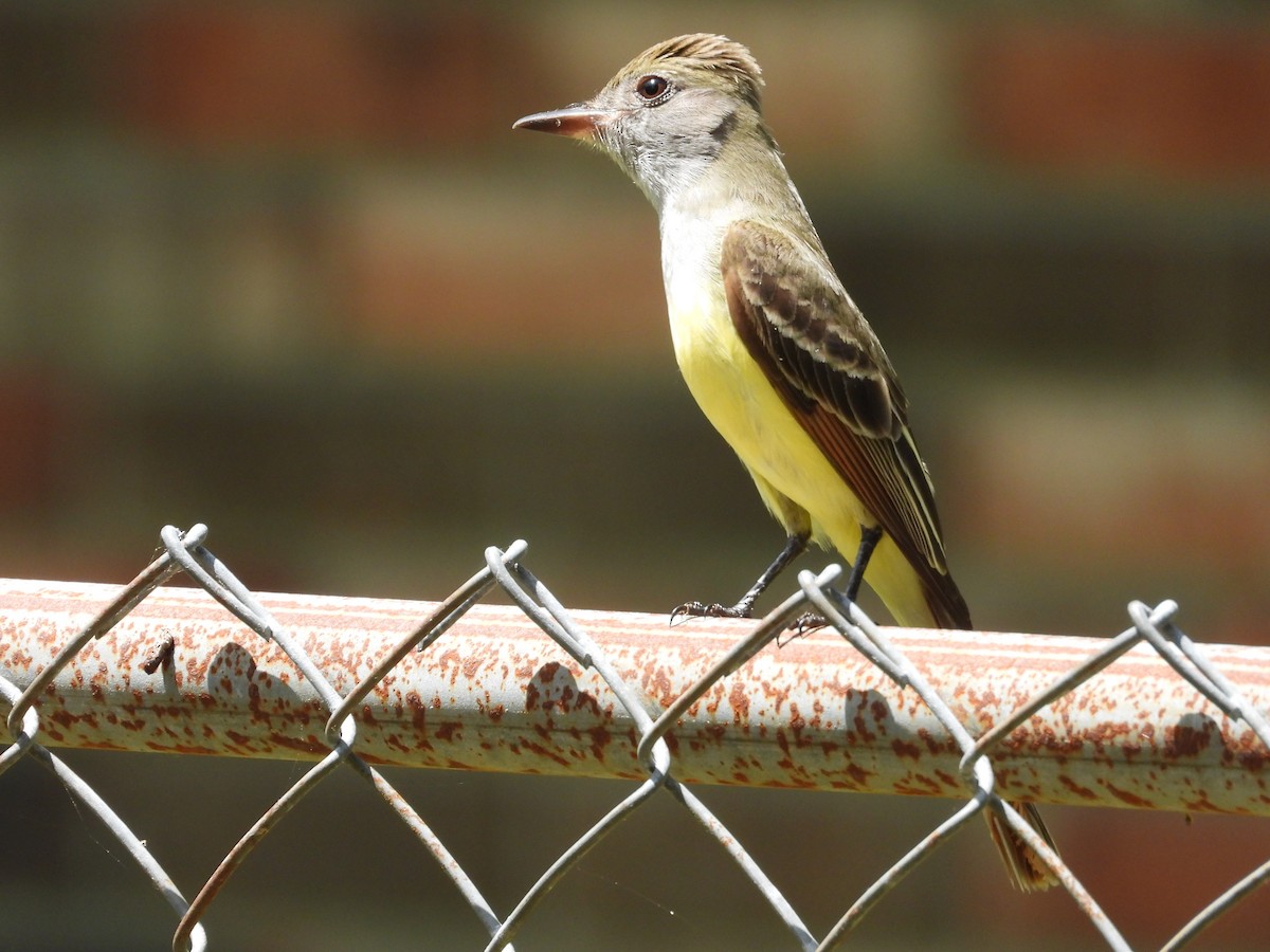Great Crested Flycatcher - ML618038984