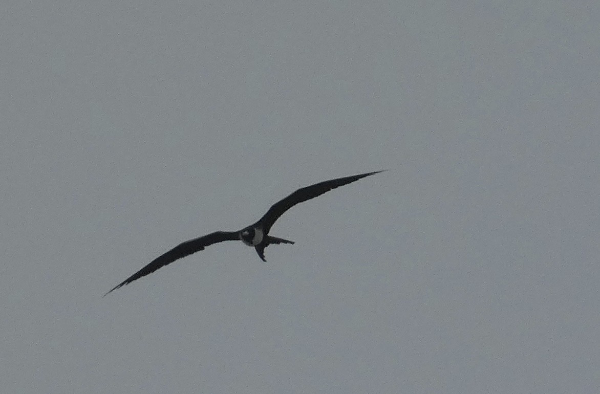 Magnificent Frigatebird - Kirra Loves Cats