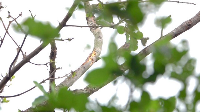 Kirtland's Warbler - ML618039022