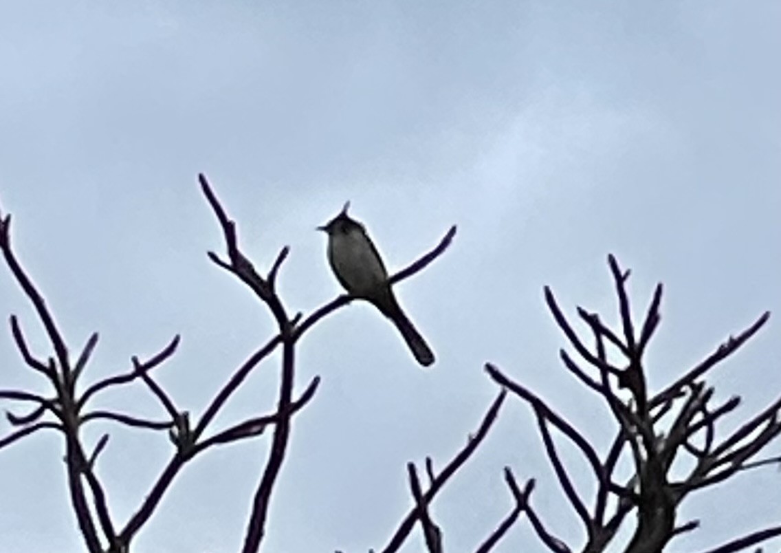 Red-whiskered Bulbul - Jason Cade