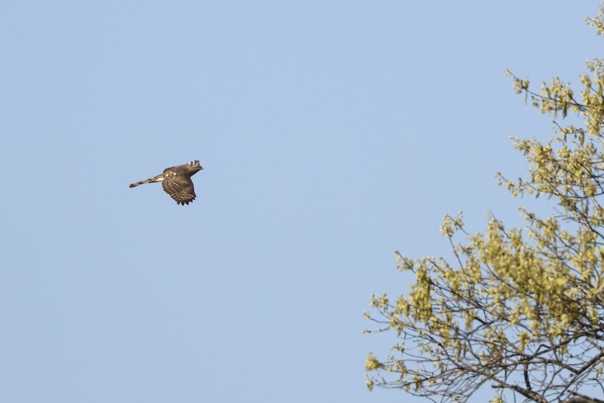 Cooper's Hawk - ML618039051