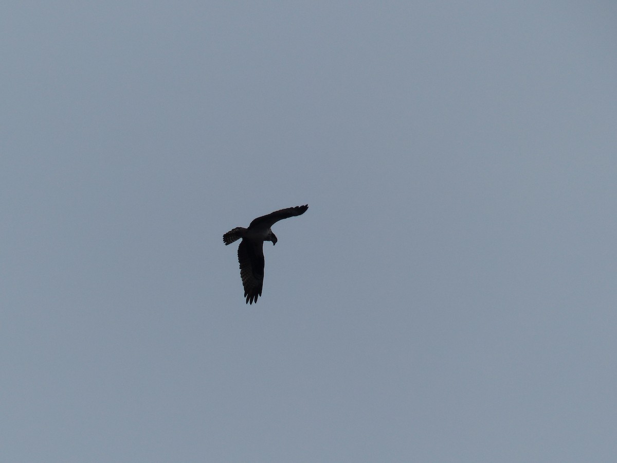 Águila Pescadora - ML618039062