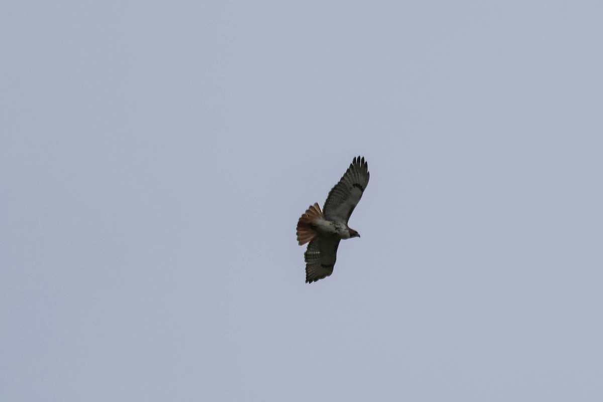 Red-tailed Hawk - ML618039070