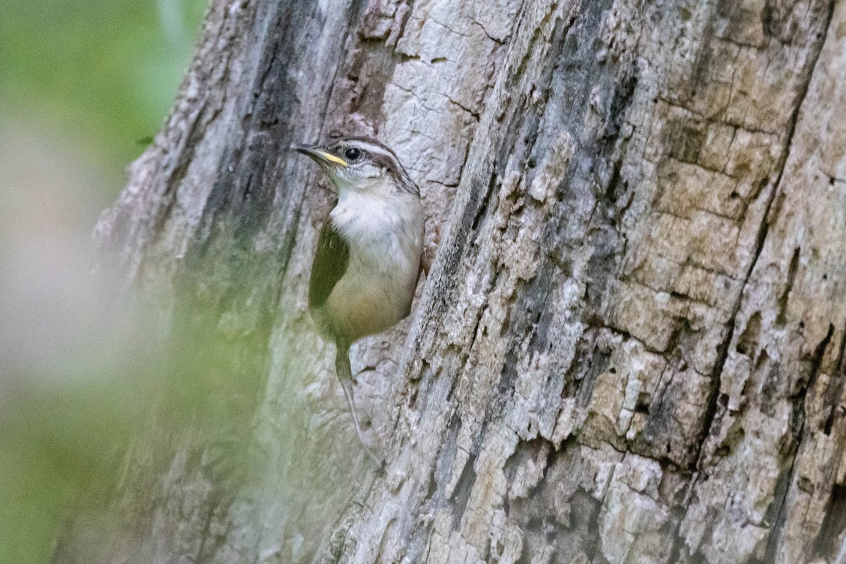 Carolina Wren - ML618039093