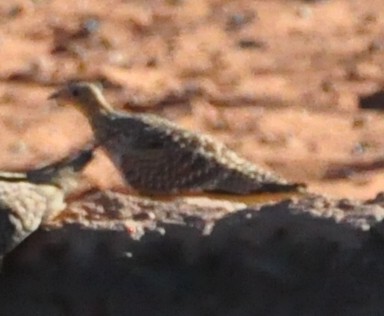 Namaqua Sandgrouse - ML618039145