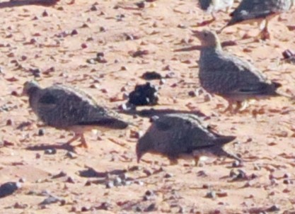 Namaqua Sandgrouse - ML618039146