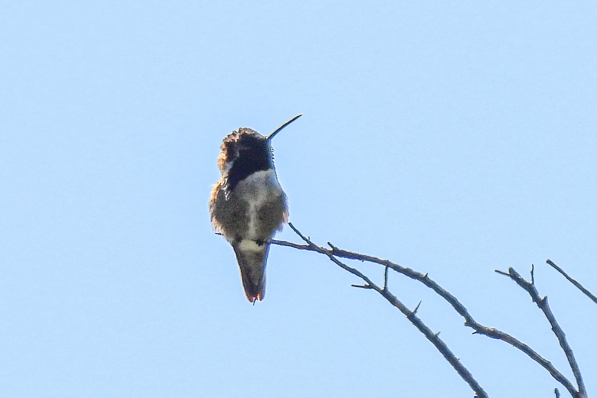 Costa's Hummingbird - ML618039164