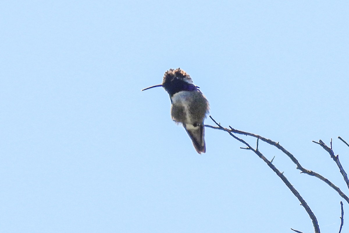 Costa's Hummingbird - ML618039165