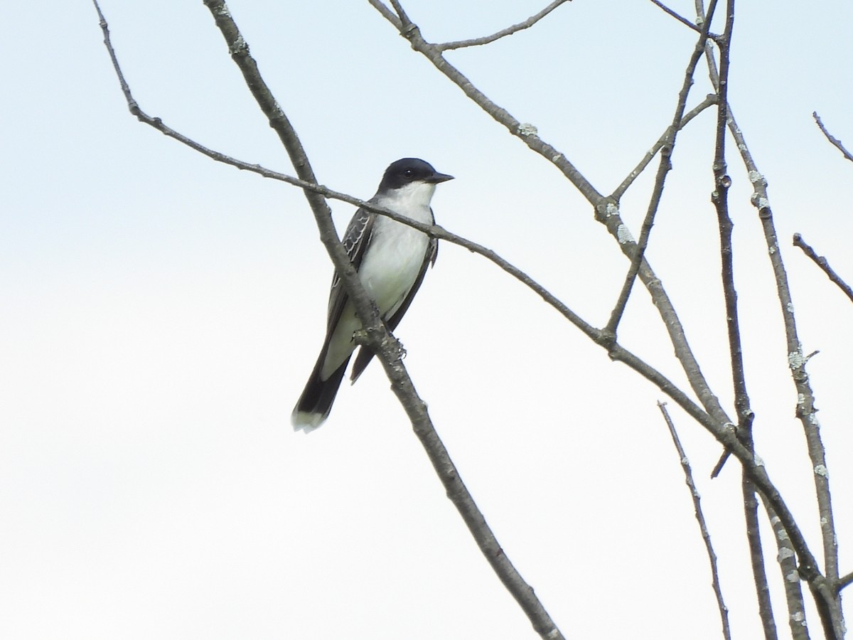 Eastern Kingbird - ML618039171