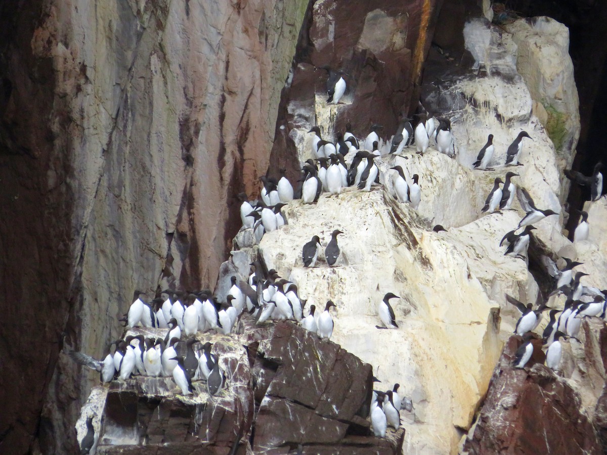 Common Murre - Emma Greenberg