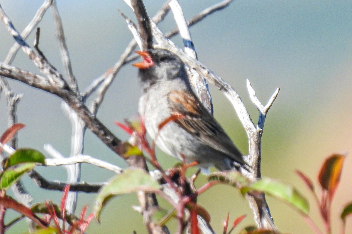 Black-chinned Sparrow - ML618039202
