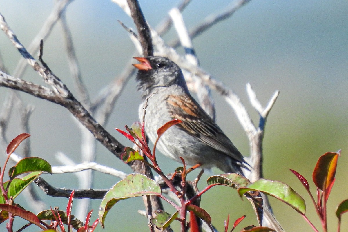 Black-chinned Sparrow - ML618039203