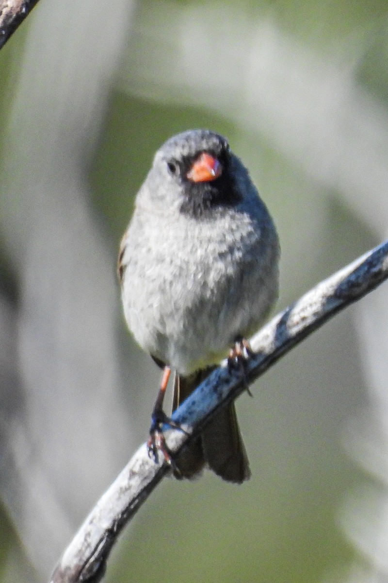 Black-chinned Sparrow - ML618039204
