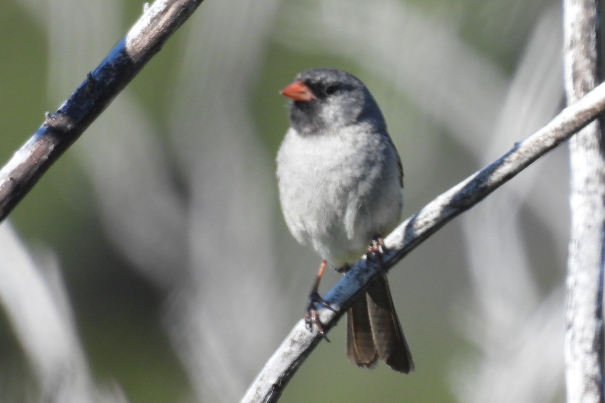 Black-chinned Sparrow - ML618039206