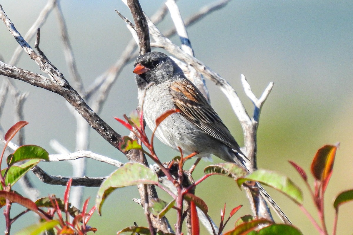Black-chinned Sparrow - ML618039207