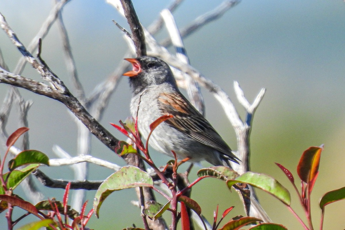 Black-chinned Sparrow - ML618039208