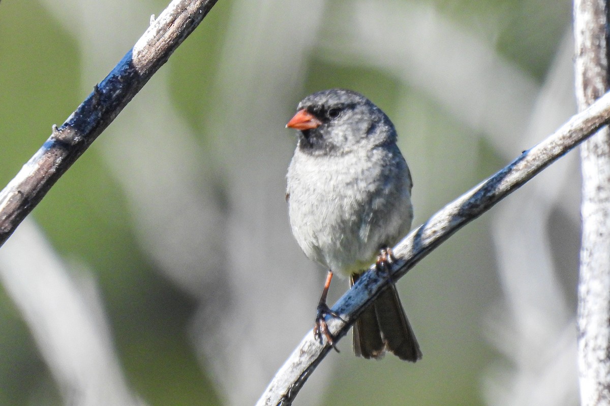 Black-chinned Sparrow - ML618039210