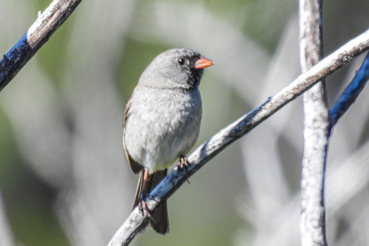 Black-chinned Sparrow - ML618039211