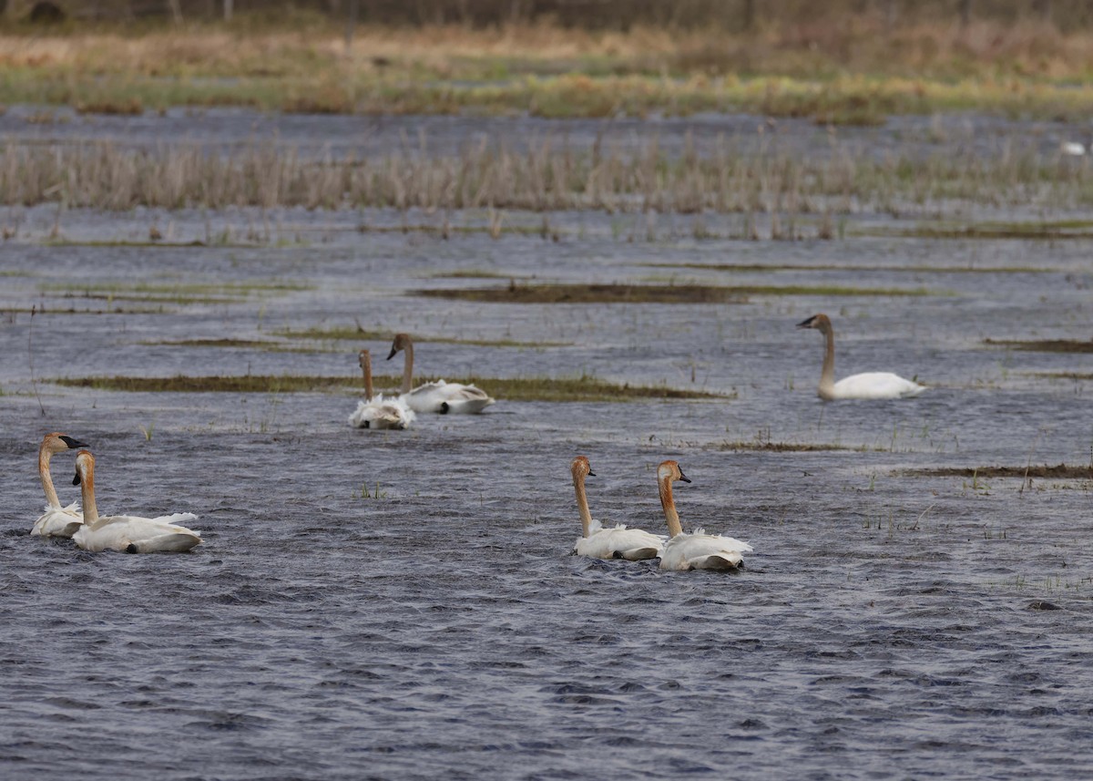 Trumpeter Swan - Jan Albers