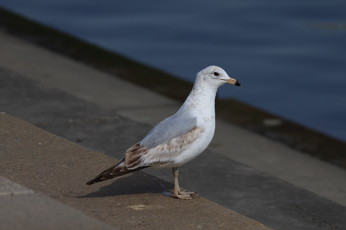 Ring-billed Gull - Nate L-S