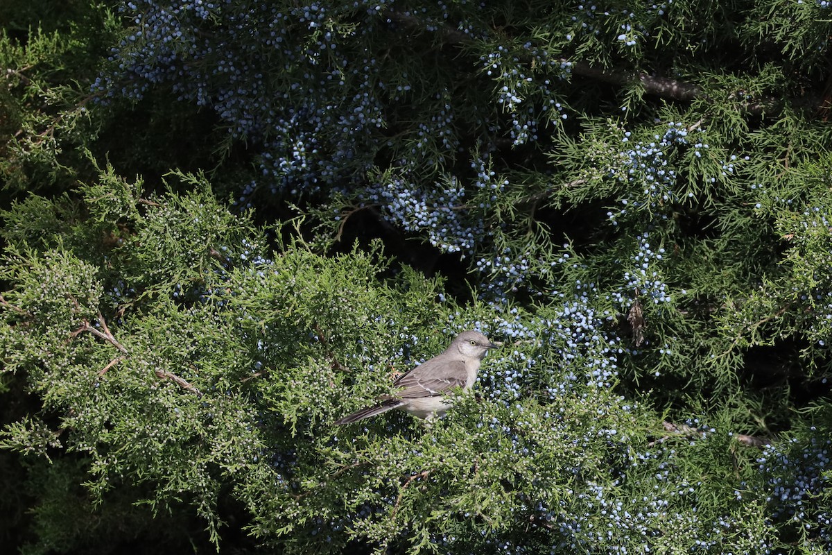 Northern Mockingbird - Nate L-S