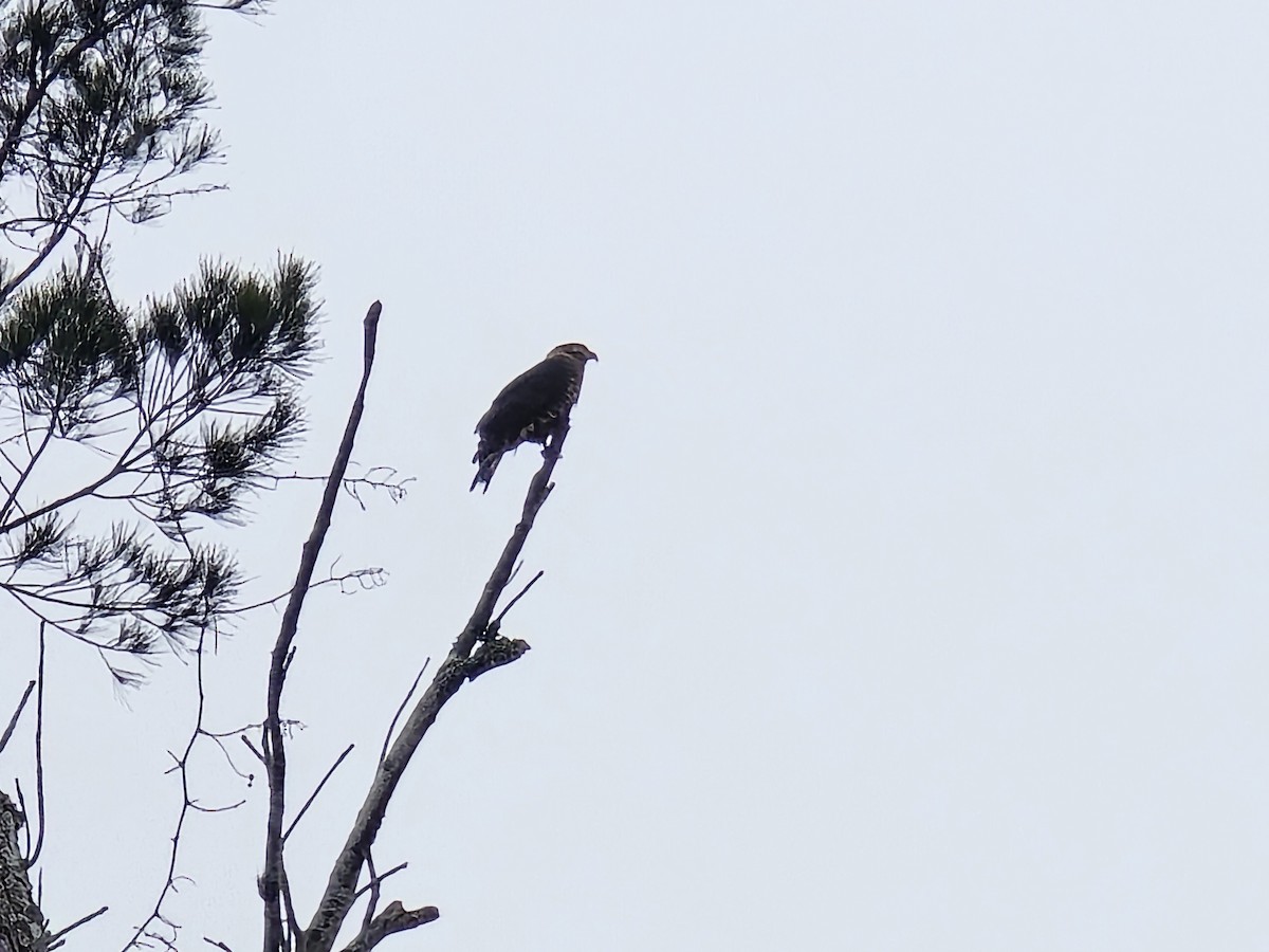 Hook-billed Kite - ML618039282