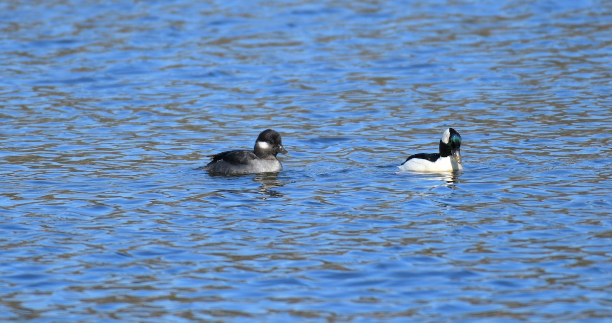 Bufflehead - ML618039302