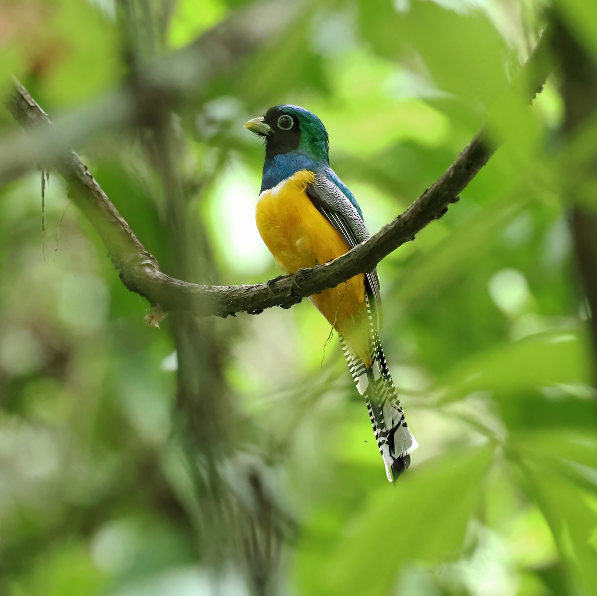 Northern Black-throated Trogon - Tina Van Dusen