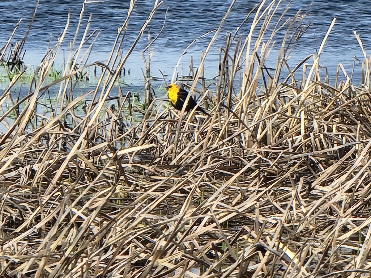 Yellow-headed Blackbird - Aaron Greenblatt