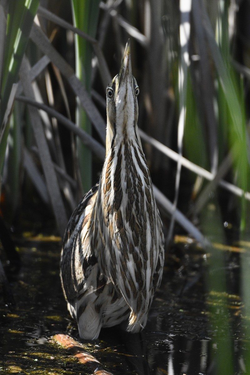 American Bittern - Landon Roberts