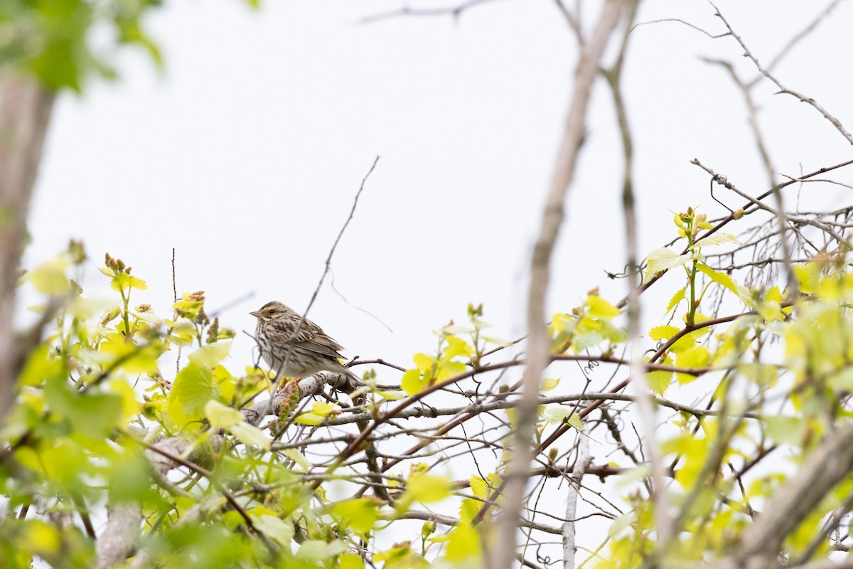 Savannah Sparrow - ML618039448