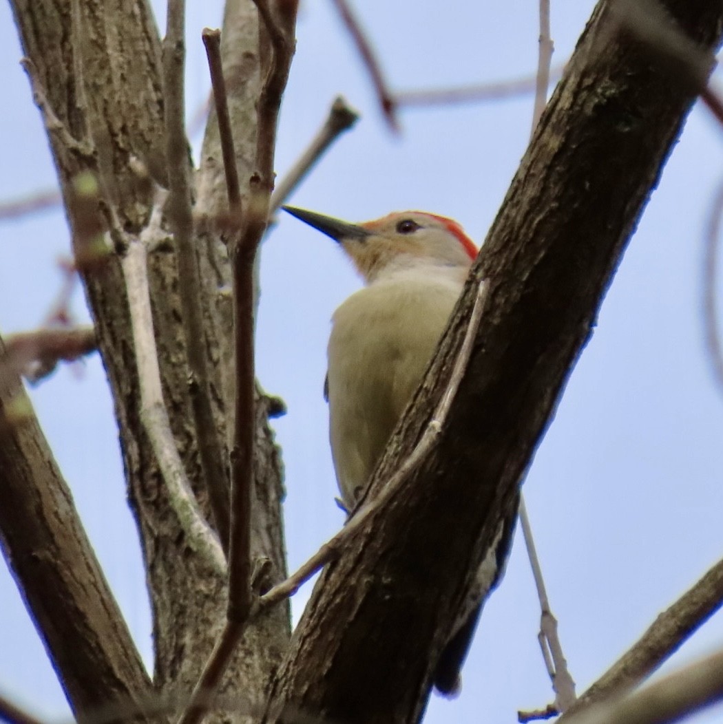 Red-bellied Woodpecker - ML618039464