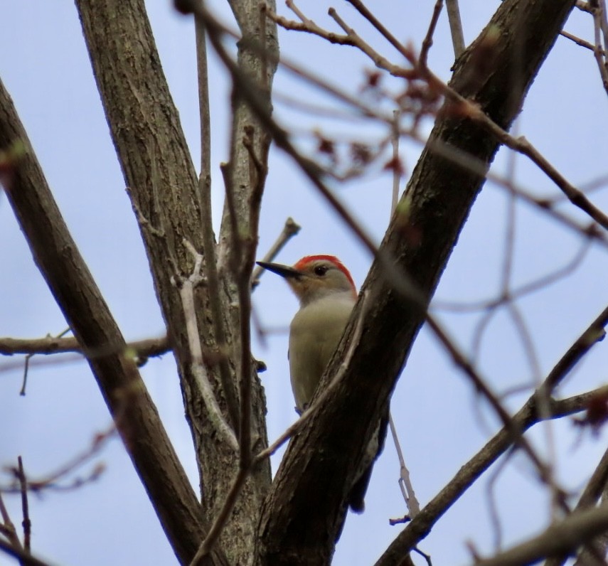 Red-bellied Woodpecker - ML618039465