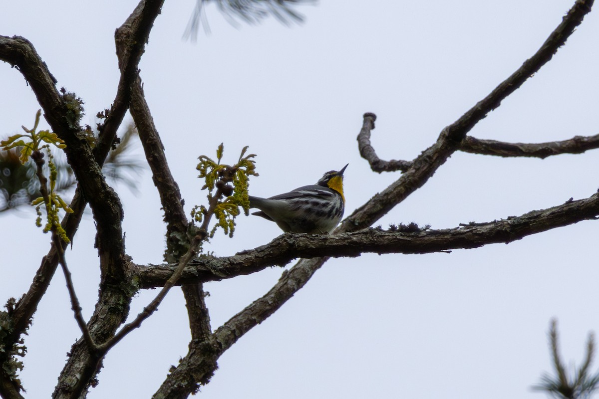 Yellow-throated Warbler - ML618039472