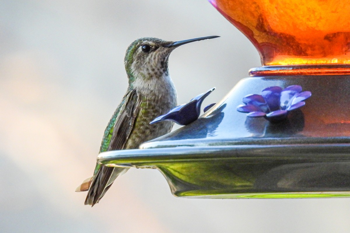 Anna's Hummingbird - ML618039514