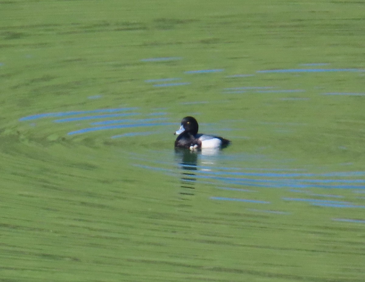 Greater Scaup - Tom Edell